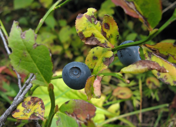 Кавказ осенний. Фотоальбом (Горный туризм, чунгурджар, учкуланичи, терксол, тырмен, узункол, гвандра, мырды, осень, шхельда, приэльбрусье, горы, джалпаккол)