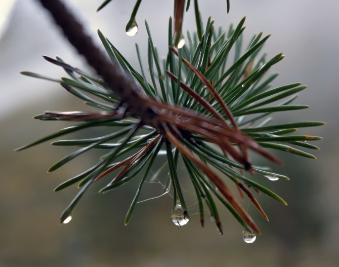 Кавказ осенний. Фотоальбом (Горный туризм, чунгурджар, учкуланичи, терксол, тырмен, узункол, гвандра, мырды, осень, шхельда, приэльбрусье, горы, джалпаккол)