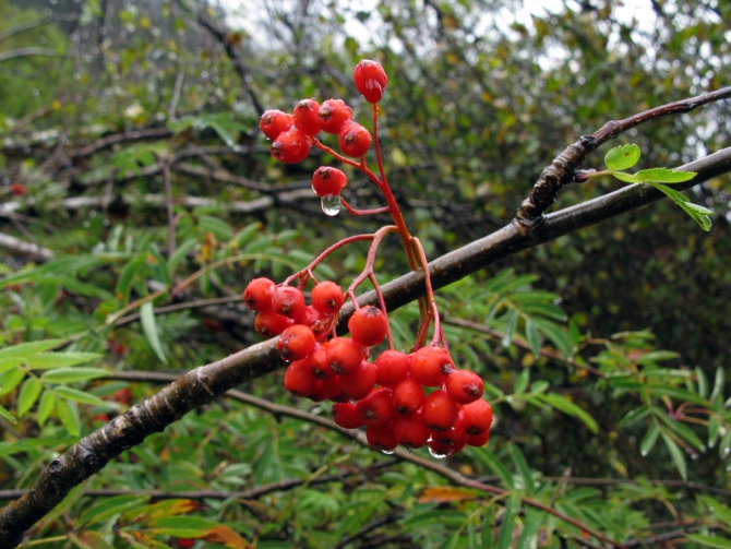 Кавказ осенний. Фотоальбом (Горный туризм, чунгурджар, учкуланичи, терксол, тырмен, узункол, гвандра, мырды, осень, шхельда, приэльбрусье, горы, джалпаккол)
