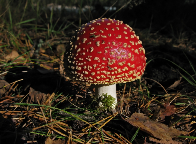 Кавказ осенний. Фотоальбом (Горный туризм, чунгурджар, учкуланичи, терксол, тырмен, узункол, гвандра, мырды, осень, шхельда, приэльбрусье, горы, джалпаккол)