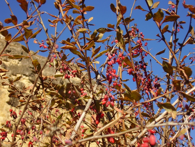 С Новым годом!!! - Поздравление от Кисловодчан (Скалолазание, новый год, партнеры)