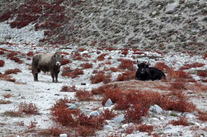 Пакистан: Место, где Будда обрел лицо