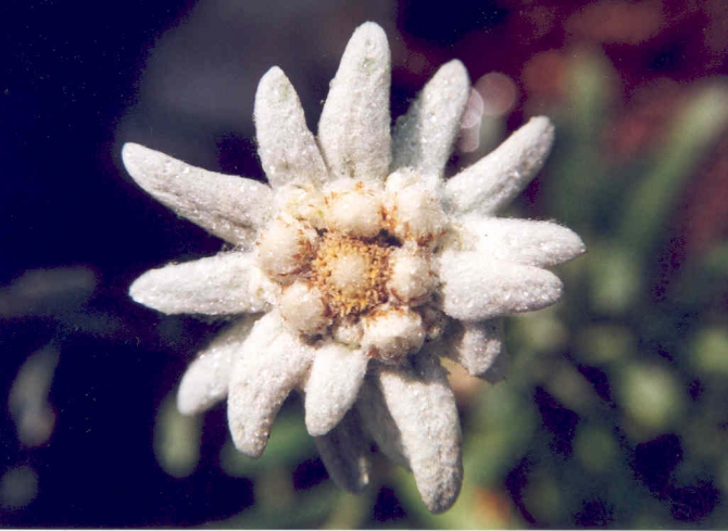 СЕГОДНЯ ЮБИЛЕЙ У ЗАМЕЧАТЕЛЬНОГО ЧЕЛОВЕКА (Альпинизм, орден "эдельвейс", александр кузнецов)