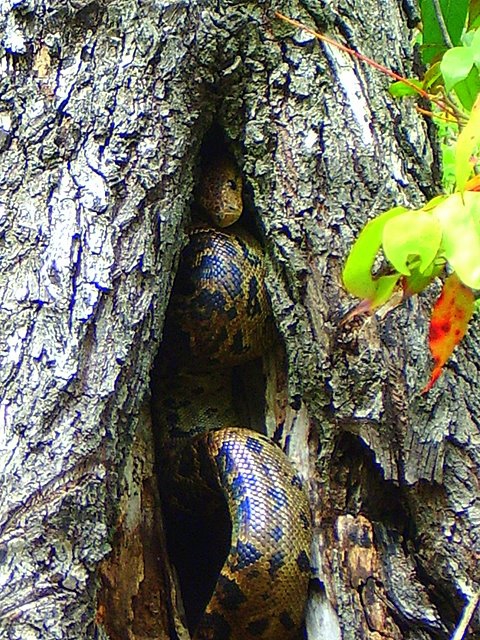 Куба, Куба, Кубана… (Вело, велосипед)