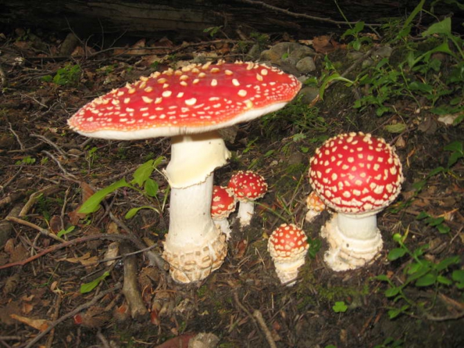 По следам Воронцова-Вельяминова (Альпинизм, архыз, псыш, софия)