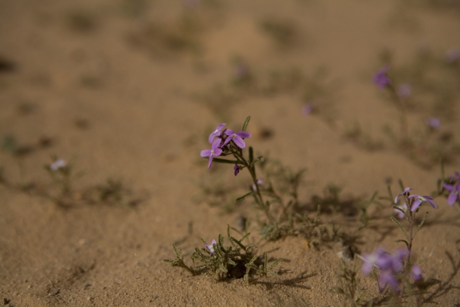 Jordan Women. Часть 1. В погоне за девчонками. (Альпинизм, wadi rum)