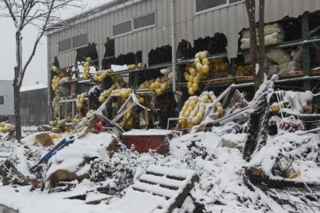 Япония (риск, радиация)