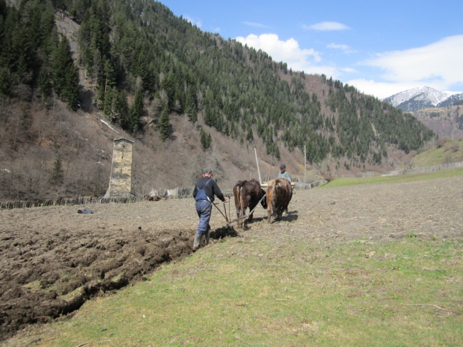 Я вернулась в Сванетию... (Бэккантри/Фрирайд, тетнульди, шхара, местия, сванетия, ушба)
