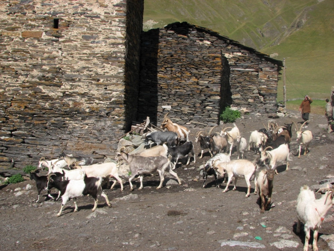 Я вернулась в Сванетию... (Бэккантри/Фрирайд, тетнульди, шхара, местия, сванетия, ушба)