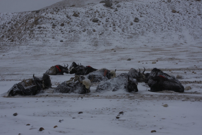 Шиша-Пангма: восхождение отличное! (Альпинизм, альпинизм, путешествия, туризм, альпинизм для всех)