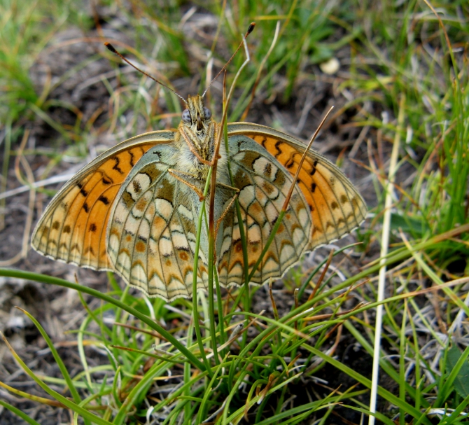 Полный фотоотчёт проекта Полёт над Тянь-Шанем. (Альпинизм, иныльчек, победа, турклуб маи, пик победы, центральный тянь-шань, озеро мерцбахера, сарыджас, пик пионер)