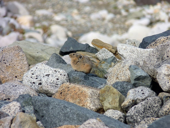 Risk Team. Сергей Серый: Я «свернул ковер нетерпения и положил его в сундук ожидания»... (Горный туризм, проекты, adidas, мы в обществе, риск.ру, risk.ru)