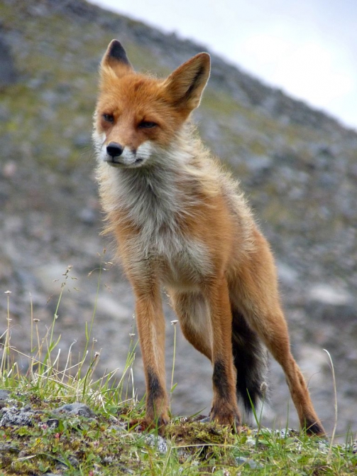Risk Team. Сергей Серый: Я «свернул ковер нетерпения и положил его в сундук ожидания»... (Горный туризм, проекты, adidas, мы в обществе, риск.ру, risk.ru)