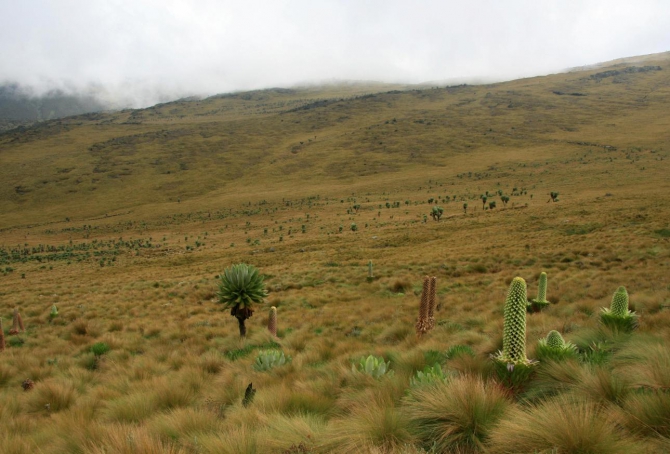 Путешествие в колыбель Обамы и всего человечества (Горный туризм, абердаре, батиан, кения, африка)