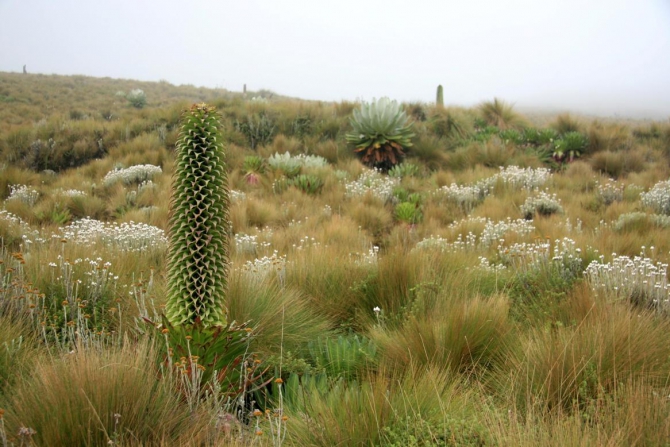 Абердаре (Путешествие в колыбель Обамы - 2, Горный туризм, африка, кения, батиан)