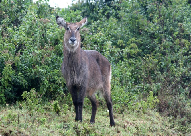 Абердаре (Путешествие в колыбель Обамы - 2, Горный туризм, африка, кения, батиан)