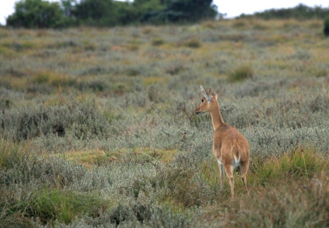 Абердаре (Путешествие в колыбель Обамы - 2, Горный туризм, африка, кения, батиан)