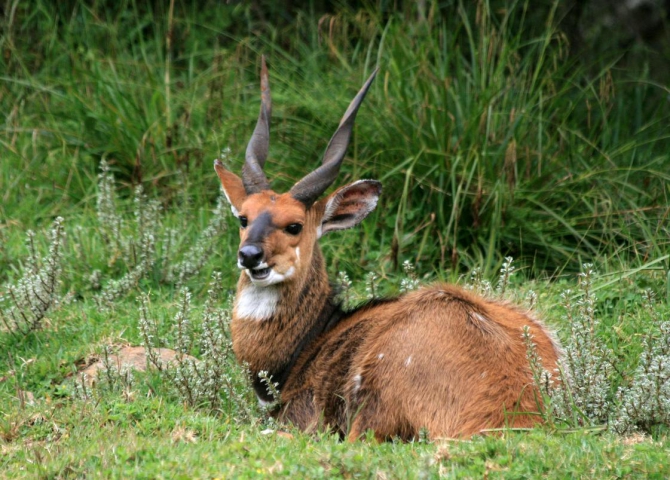 Абердаре (Путешествие в колыбель Обамы - 2, Горный туризм, африка, кения, батиан)