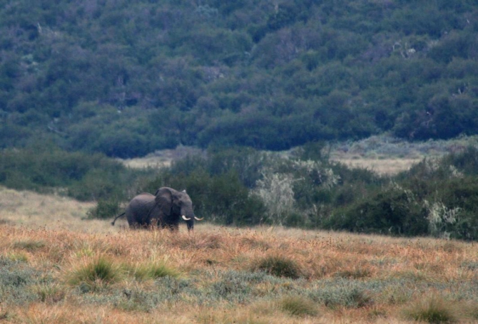 Абердаре (Путешествие в колыбель Обамы - 2, Горный туризм, африка, кения, батиан)