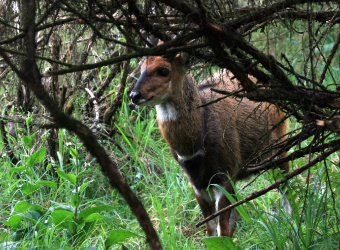 Абердаре (Путешествие в колыбель Обамы - 2, Горный туризм, африка, кения, батиан)