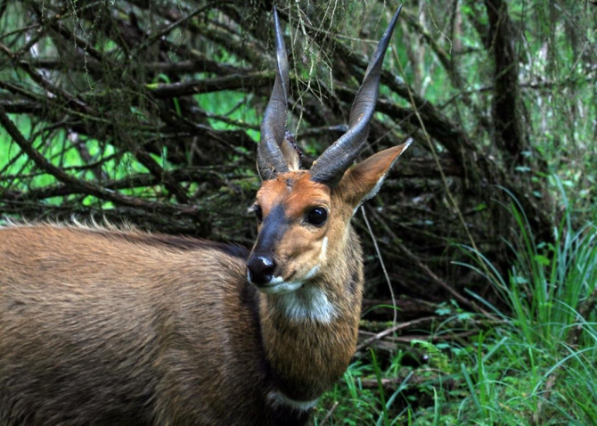 Абердаре (Путешествие в колыбель Обамы - 2, Горный туризм, африка, кения, батиан)