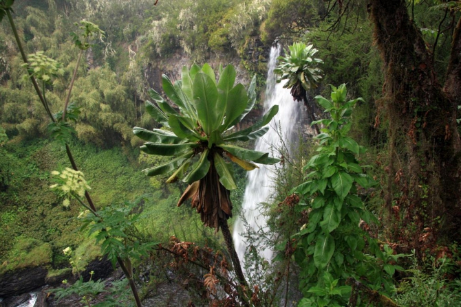 Абердаре (Путешествие в колыбель Обамы - 2, Горный туризм, африка, кения, батиан)