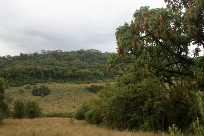 Абердаре (Путешествие в колыбель Обамы - 2, Горный туризм, африка, кения, батиан)