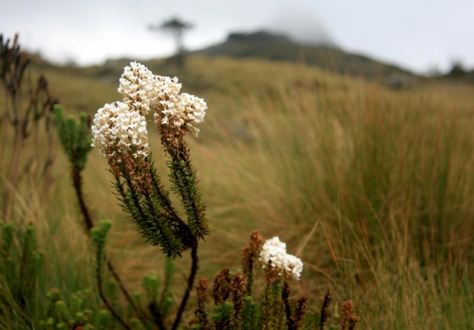 Абердаре (Путешествие в колыбель Обамы - 2, Горный туризм, африка, кения, батиан)