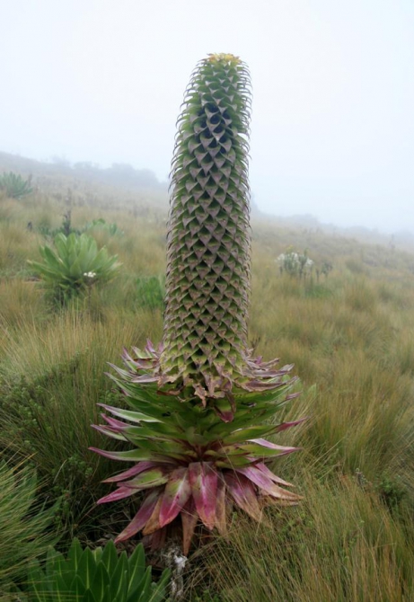 Абердаре (Путешествие в колыбель Обамы - 2, Горный туризм, африка, кения, батиан)