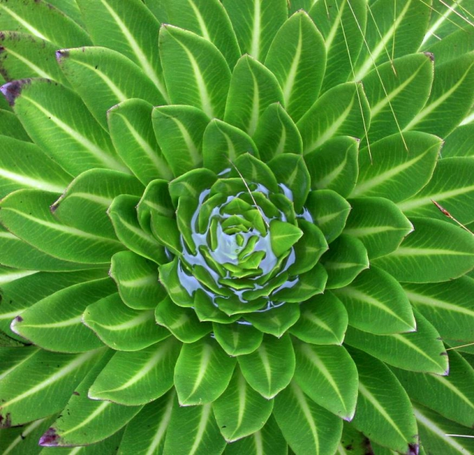 Абердаре (Путешествие в колыбель Обамы - 2, Горный туризм, африка, кения, батиан)