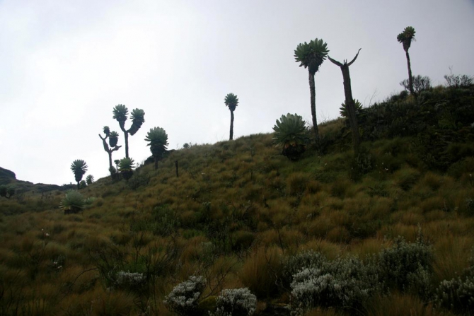 Абердаре (Путешествие в колыбель Обамы - 2, Горный туризм, африка, кения, батиан)