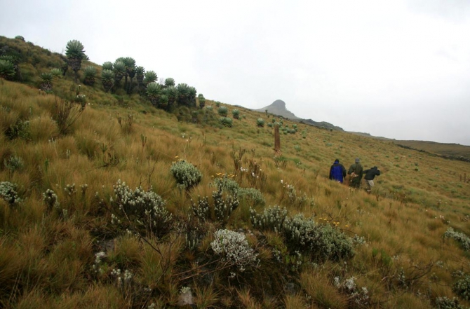Абердаре (Путешествие в колыбель Обамы - 2, Горный туризм, африка, кения, батиан)