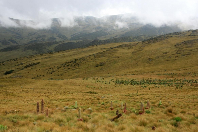 Абердаре (Путешествие в колыбель Обамы - 2, Горный туризм, африка, кения, батиан)