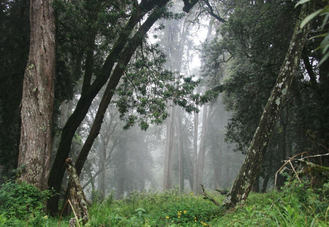 Гора Кения (Путешествие в колыбель Обамы - 3, Горный туризм, абердаре, батиан, африка)