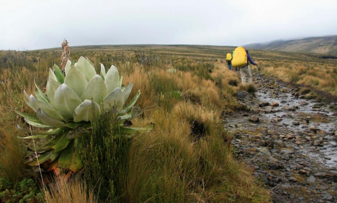 Гора Кения (Путешествие в колыбель Обамы - 3, Горный туризм, абердаре, батиан, африка)