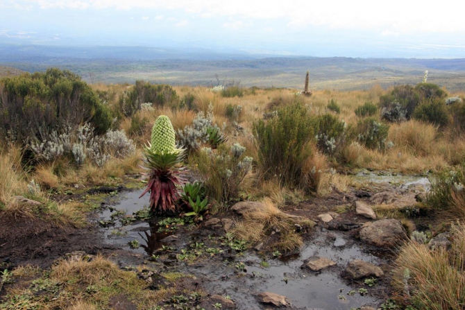 Гора Кения (Путешествие в колыбель Обамы - 3, Горный туризм, абердаре, батиан, африка)