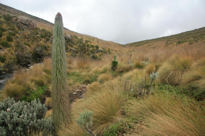 Гора Кения (Путешествие в колыбель Обамы - 3, Горный туризм, абердаре, батиан, африка)