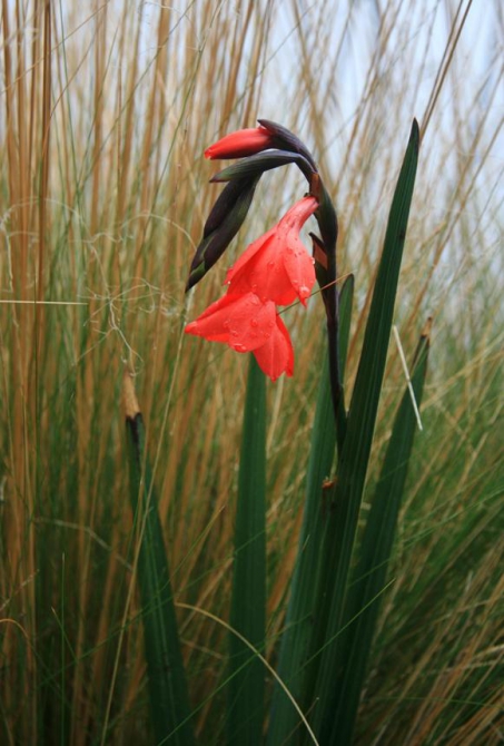 Гора Кения (Путешествие в колыбель Обамы - 3, Горный туризм, абердаре, батиан, африка)