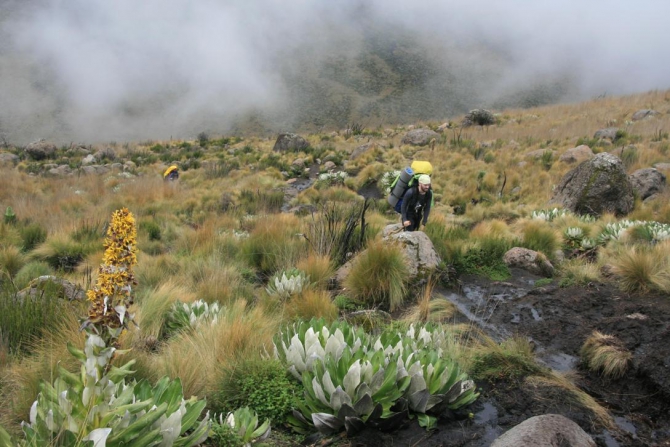 Гора Кения (Путешествие в колыбель Обамы - 3, Горный туризм, абердаре, батиан, африка)