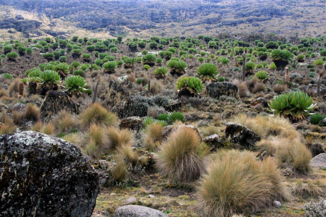 Гора Кения (Путешествие в колыбель Обамы - 3, Горный туризм, абердаре, батиан, африка)