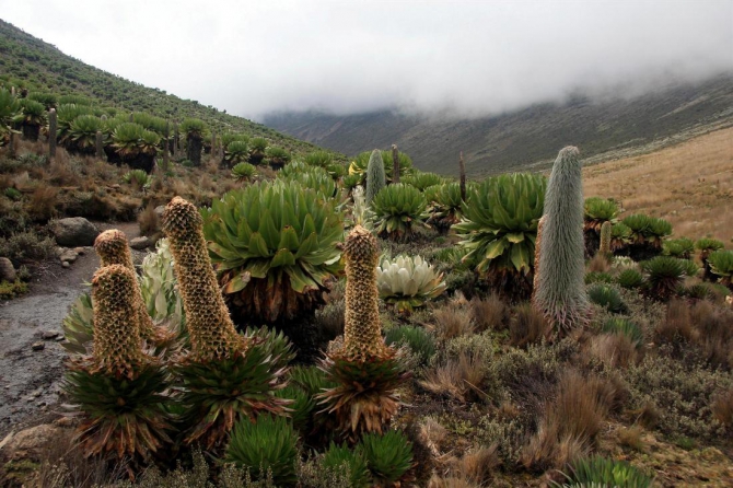 Гора Кения (Путешествие в колыбель Обамы - 3, Горный туризм, абердаре, батиан, африка)