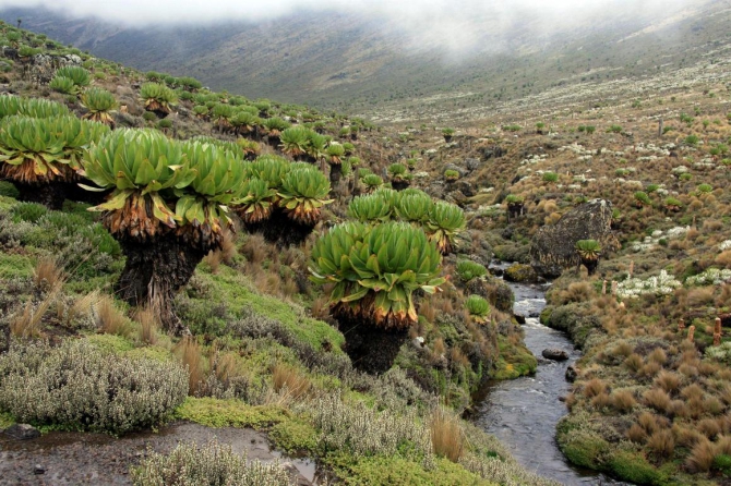 Гора Кения (Путешествие в колыбель Обамы - 3, Горный туризм, абердаре, батиан, африка)