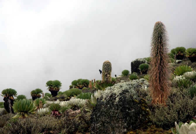 Гора Кения (Путешествие в колыбель Обамы - 3, Горный туризм, абердаре, батиан, африка)