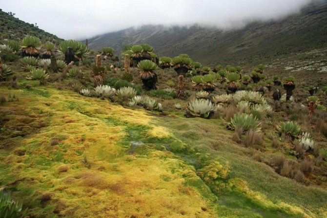 Гора Кения (Путешествие в колыбель Обамы - 3, Горный туризм, абердаре, батиан, африка)