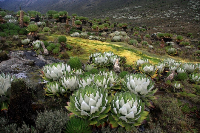 Гора Кения (Путешествие в колыбель Обамы - 3, Горный туризм, абердаре, батиан, африка)