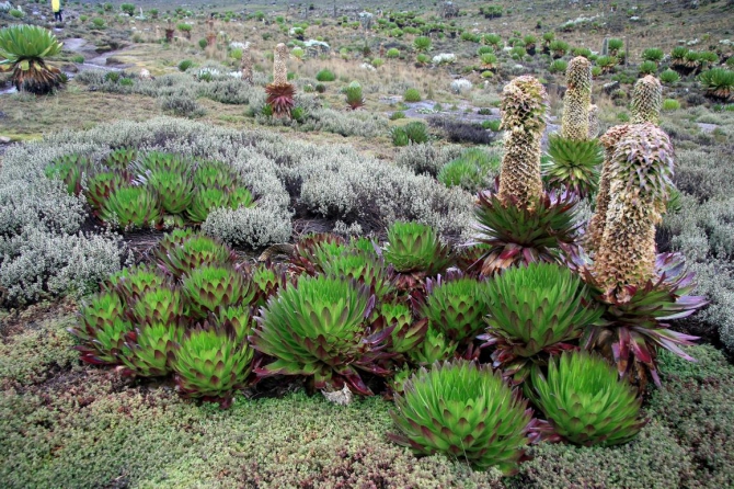 Гора Кения (Путешествие в колыбель Обамы - 3, Горный туризм, абердаре, батиан, африка)