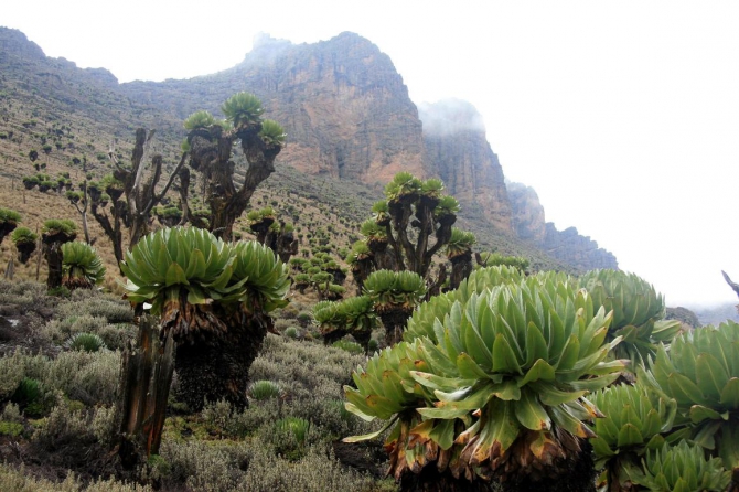 Гора Кения (Путешествие в колыбель Обамы - 3, Горный туризм, абердаре, батиан, африка)