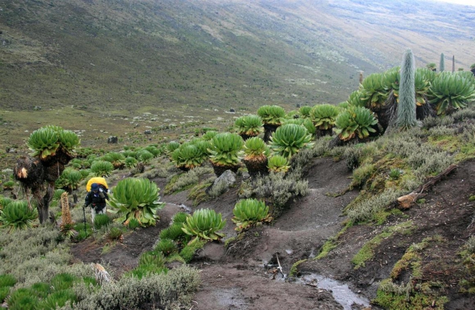 Гора Кения (Путешествие в колыбель Обамы - 3, Горный туризм, абердаре, батиан, африка)