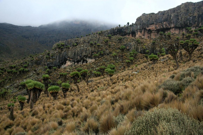 Гора Кения (Путешествие в колыбель Обамы - 3, Горный туризм, абердаре, батиан, африка)