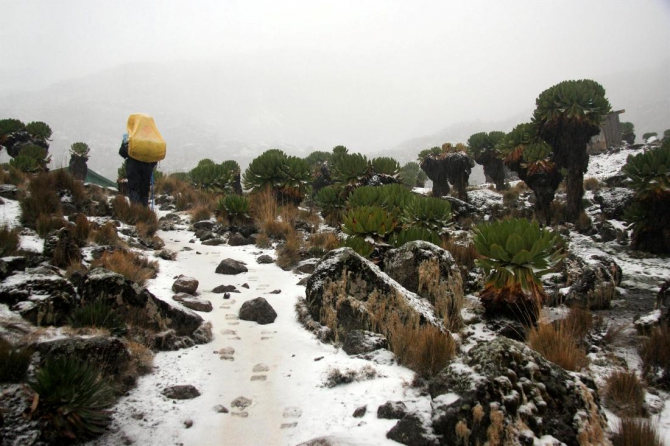 Гора Кения (Путешествие в колыбель Обамы - 3, Горный туризм, абердаре, батиан, африка)